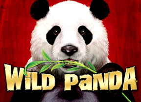 Wild Panda